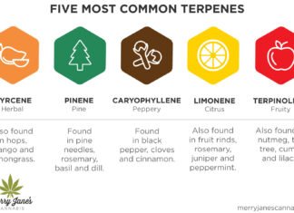 What are terpenes in cannabis?