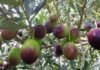 Information Related to Olive Cultivation in India
