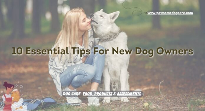 10 Essential Tips For New Dog Owners