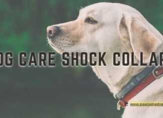 Dog care shock collars