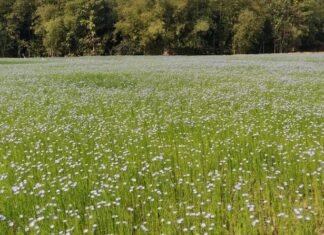 Linseed Cultivation 