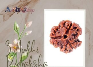 Three Mukhi Rudraksha