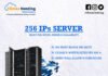 Cheap 256 ips dedicated server